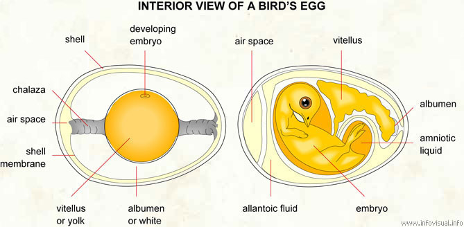 Egg  (Visual Dictionary)